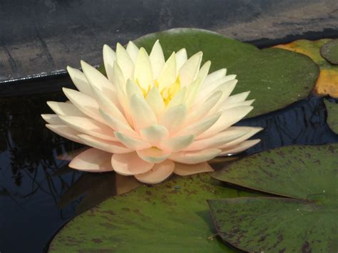 Мир водных растений Waterflora.ua | Kyiv