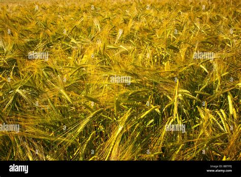 Un Cierre En Imagen De Espigas De Cebada La Maduraci N En Un Campo