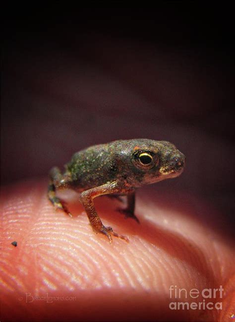 Tiny Baby Toad Portrait 1 Photograph By Bruce Lemons Fine Art America