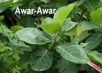 awar awar manfaat efek samping   penggunaan idn medis