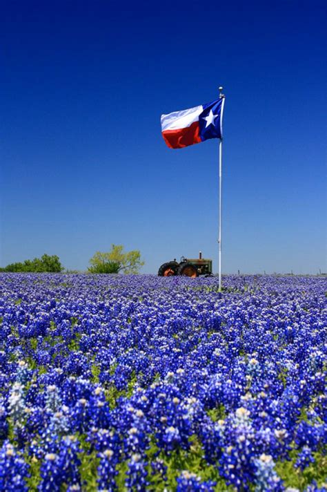 Bluebonnets Are Blooming Texas Bluebonnets Loving Texas Only In Texas