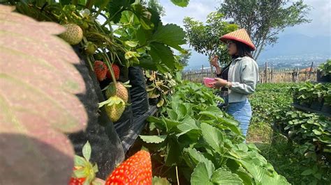 Rekomendasi Wisata Keluarga Di Malang Dijamin Seru Dan Betah Info