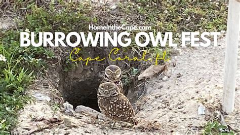 Burrowing Owl Festival Cape Coral Fl Rotary Park Home In The Cape Youtube