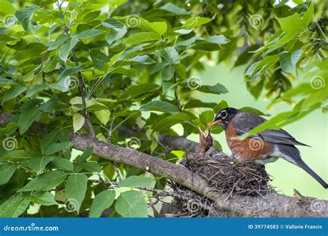 Oiseau De Robin De Maman Et Oiseaux De Bébé Dans Le Nid Image Stock