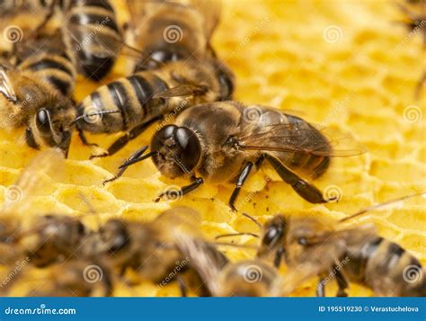 Big Drone Bees Male Honey Bee Stock Photo Image Of Bees Health