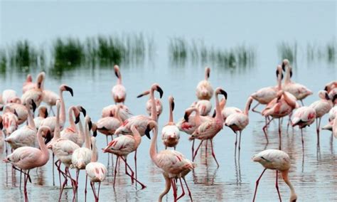 Birding In Lake Nakuru National Park Lake Nakuru National Park Birding