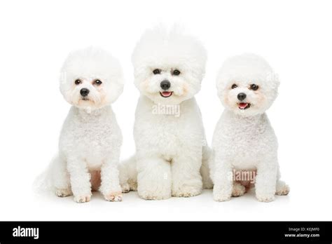 beautiful bichon frisee dogs Stock Photo - Alamy