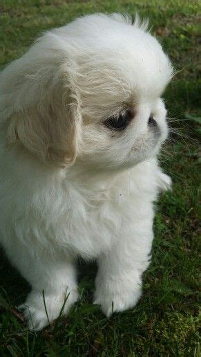 Echobeautiful White Pekingese Cute Dogs Pekingese Dogs Pekingese