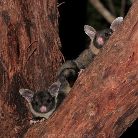 Birding Wildlife Tours Atherton Australia Birdwatching Atherton