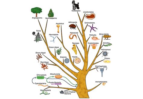 Common Ancestor Human Evolutionary Tree