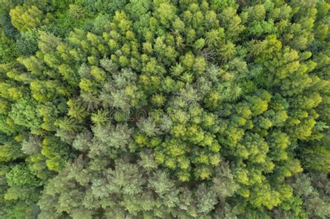 Vista A Rea De Arriba Hacia Abajo Sobre El Paisaje De Peatbog Con