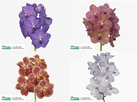 Ванда — выращивание и уход, покупка | Global Flowers