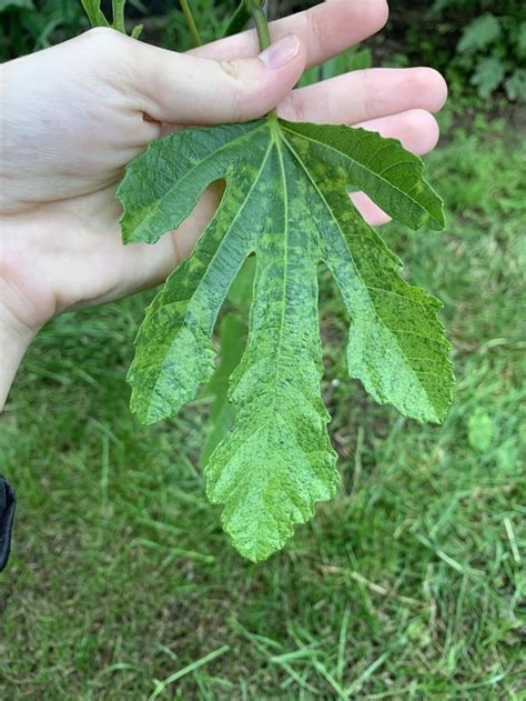 Fig tree leaves : r/plantdisease