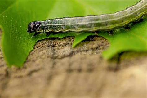 Una Oruga En Un Cierre Verde De La Hoja Para Arriba Foto De Archivo