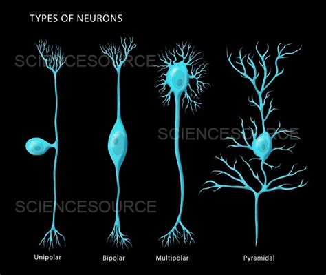 Photograph | Types of Neurons | Science Source Images