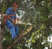 O Que Fazer Para Solicitar Poda E Ou Remo O De Rvores