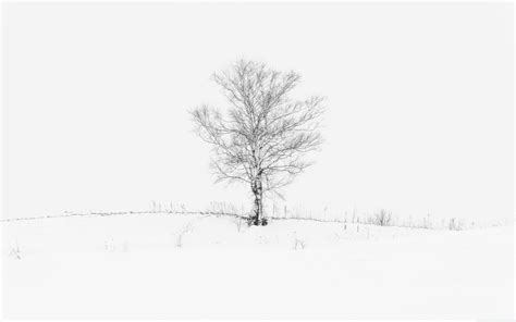 White Tree Wallpapers - Top Free White Tree Backgrounds - WallpaperAccess