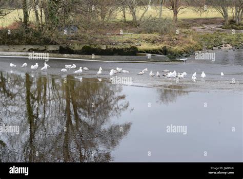 Animals and wildlife in the river Stock Photo - Alamy