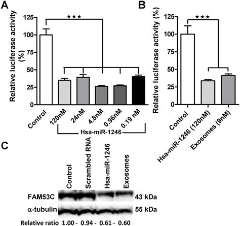 Functional Transfer Assessment Of Exosomal Mirna A In Vitro Assay