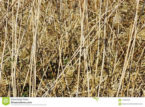 Hierba Vieja Textura Del Fondo De La Cubierta De La Hierba Seca Foto De