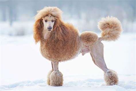 Standard Poodle - Personality - Height - Weight - Health Concerns