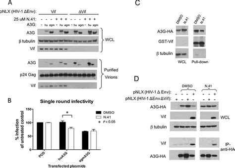 N 41 Targets Vif A3G Interaction A N 41 Attenuates Vif Mediated