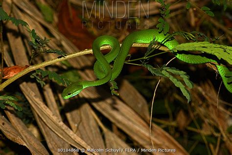 White Lipped Island Pit Viper Stock Photo Minden Pictures