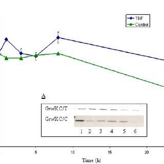 Expression Of The Cxc Chemokine Gro Protein In The Presence And Absence