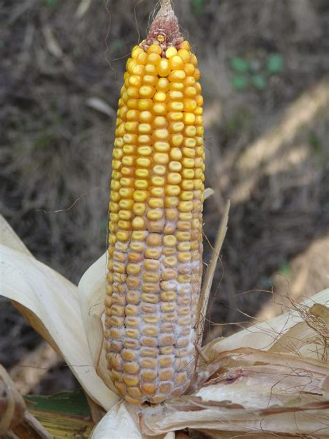 Ear And Stalk Rot Diseases Becoming More Common In Corn Fields Cropwatch University Of