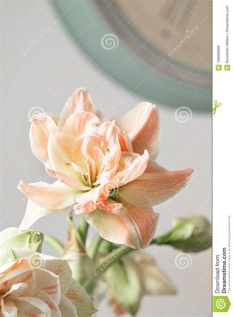 Fleurs Dans Le Grand Vase En Verre Belles Fleurs De Fleur D Amaryllis