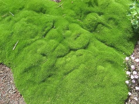 Ground Cover That Looks Like Moss - ground cover good