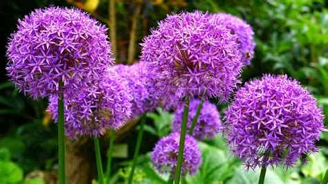 Allium Flower Garden Wallpapers - Wallpaper Cave