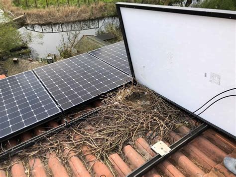 Solar Panel Bird Protection Proofing Melbourne Agp