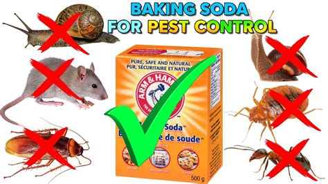 How To Use Baking Soda For Effective Pest Control At Home Ultimate Guide Easy Recipes Youtube