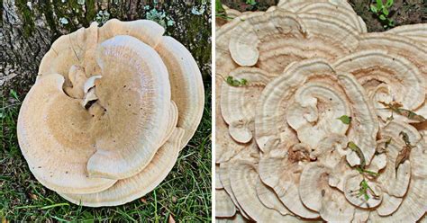 Berkeley's Polypore: Identification, Foraging, and Culinary ...