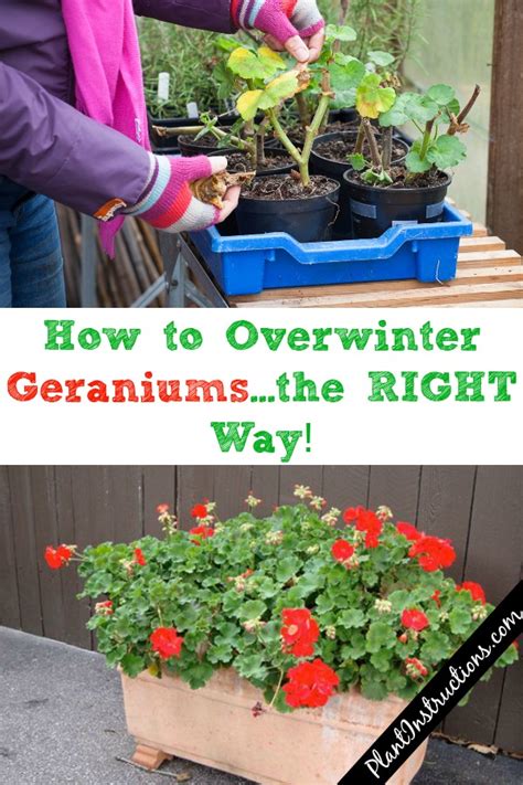 How To Overwinter Geraniums Plant Instructions