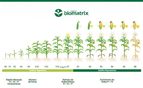 Milho Superprecoce Benef Cios E Cuidados No Seu Cultivo