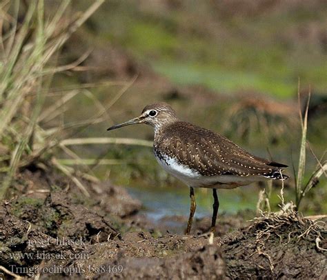 Tringa ochropus Waldwasserläufer Vodouš kropenatý