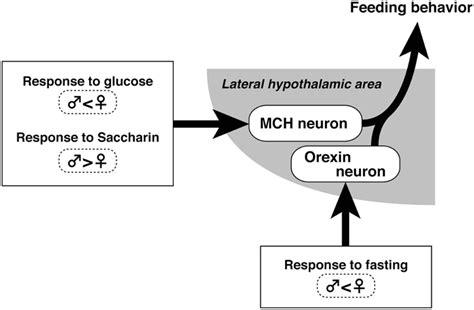 Frontiers Sex Differences In Feeding Behavior In Rats The