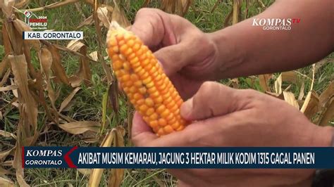 Akibat Musim Kemarau Jagung Hektar Milik Kodim Gagal Panen