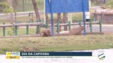 Bom Dia MS Em Três Lagoas capivaras vivem no entorno da Lagoa Maior