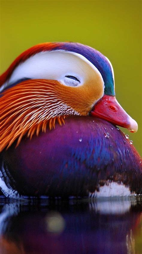 Mandarin Duck Duck Bird HD Phone Wallpaper Pxfuel