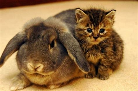 Cute Kittens And Bunnies | [+] CUTE KITTENS