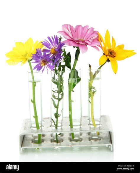 Flowers In Test Tubes Isolated On White Stock Photo Alamy