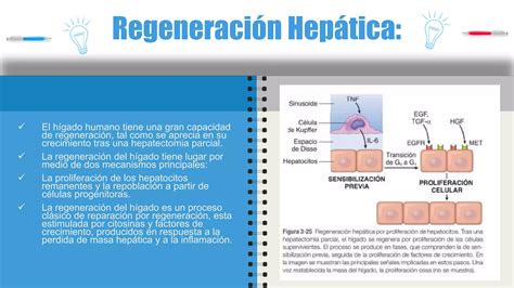 Inflamacion Granulomatosa Patolog A Ppt