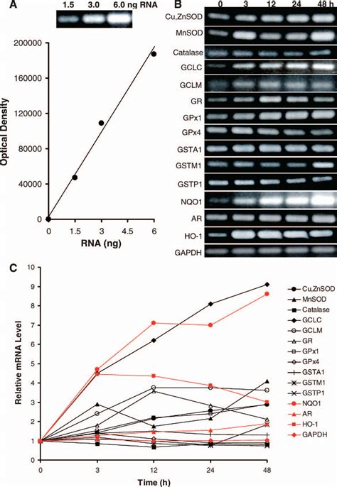 Effects Of D3T On MRNA Expression Of Various Antioxidative And Phase 2