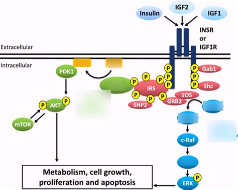 IGF-1 signaling pathways Diagram | Quizlet