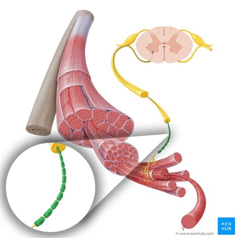 Myelin Sheath Myelination Function Clinical Relations Kenhub