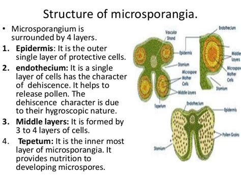 Reproduction in organism 2014 mohanbio