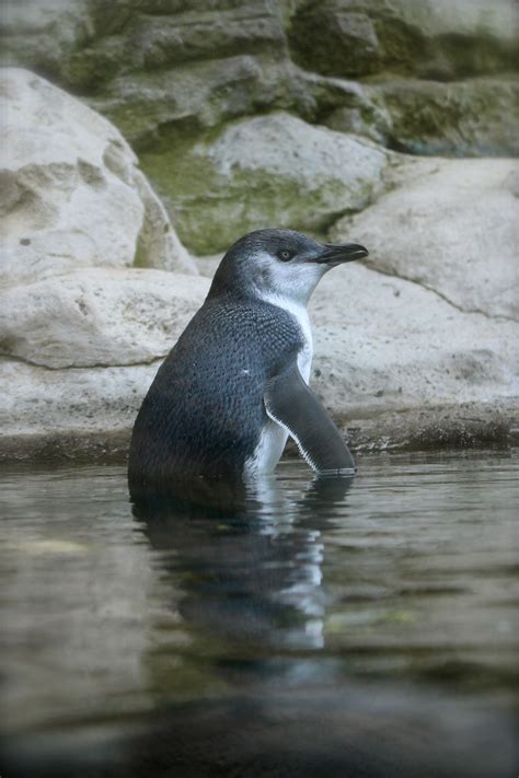 Penguins, Zoo, Sydney, Animals, Animales, Animaux, Penguin, Animal, Animais